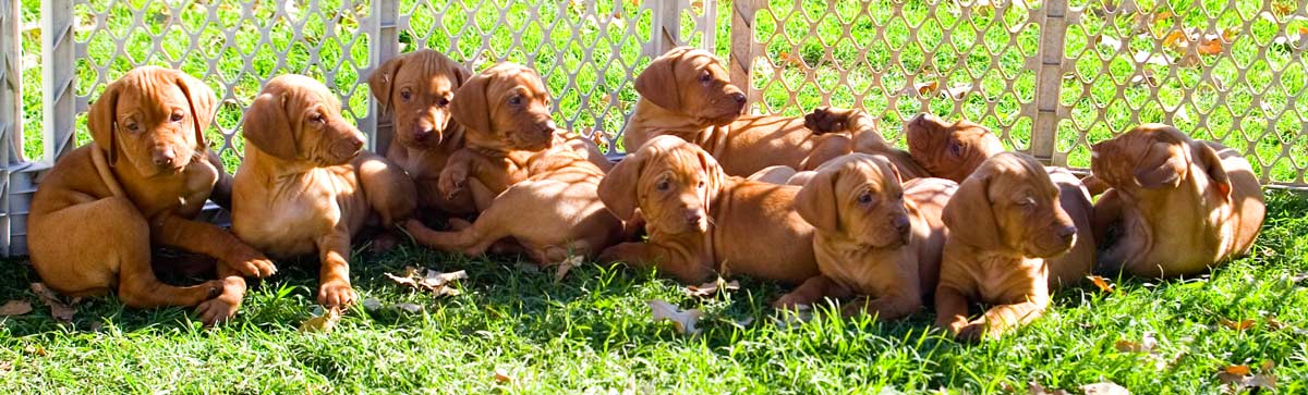 Vizsla Puppies: Whole Gang
