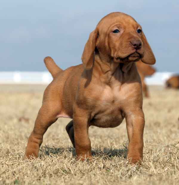 Vizsla Pup from the 2007 Litter